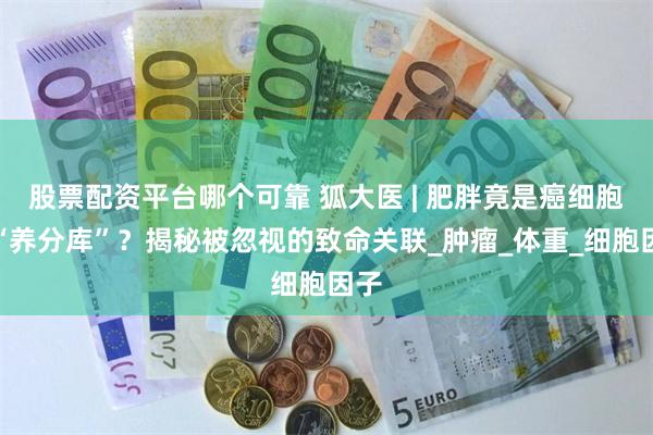 股票配资平台哪个可靠 狐大医 | 肥胖竟是癌细胞的“养分库”？揭秘被忽视的致命关联_肿瘤_体重_细胞因子