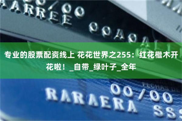 专业的股票配资线上 花花世界之255：红花檵木开花啦！_自带_绿叶子_全年